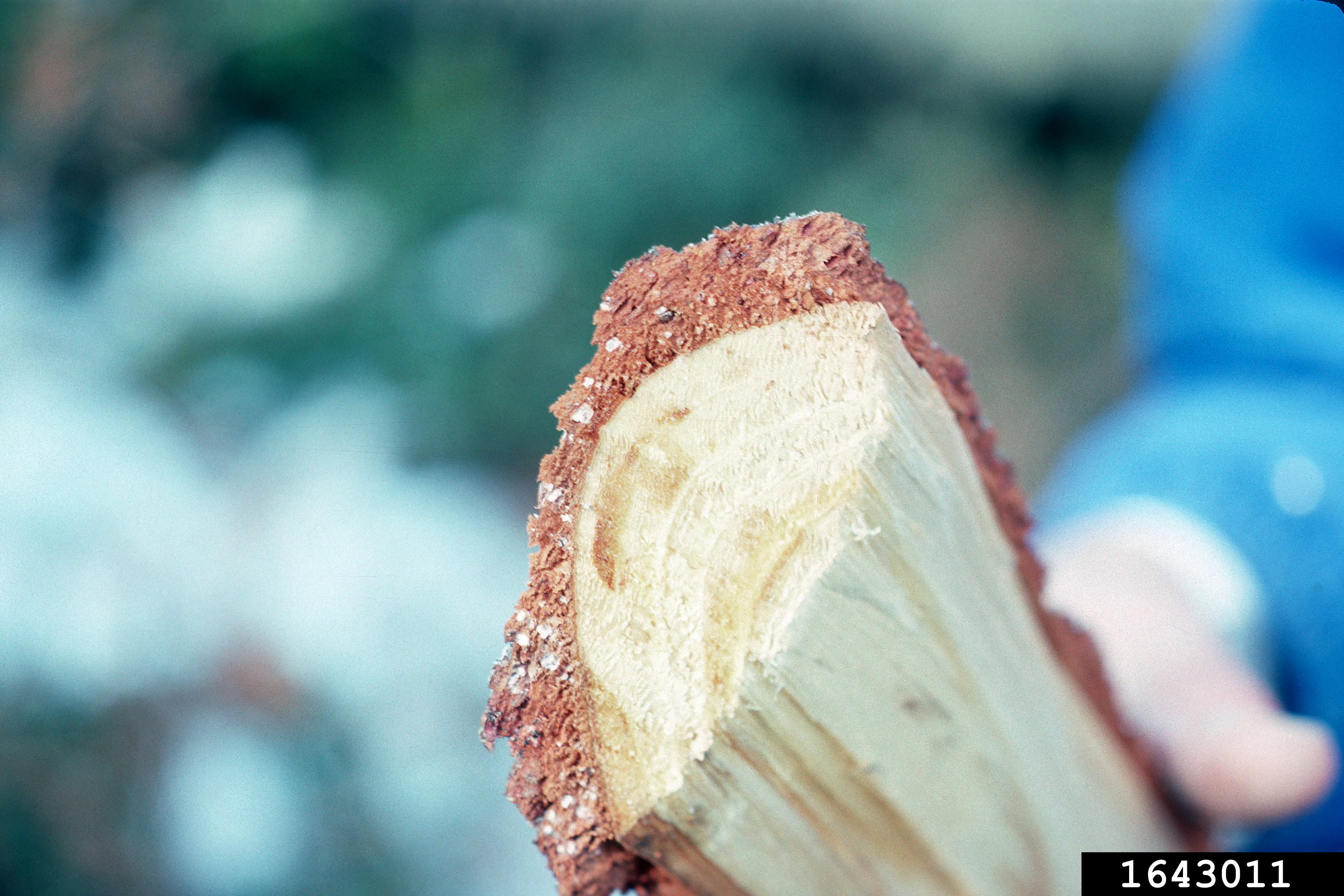 #10 1643011-Reaction wood -rotholz.jpg